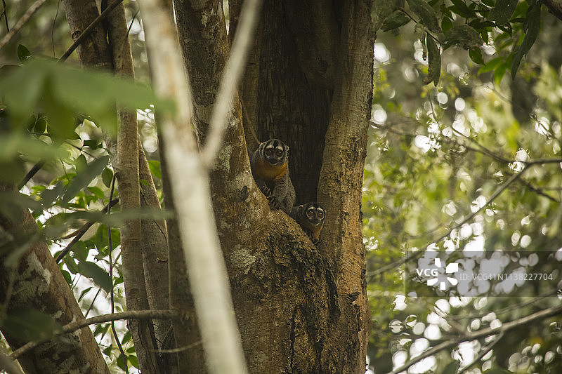 秘鲁雨林-马德雷·德迪奥斯-秘鲁图片素材