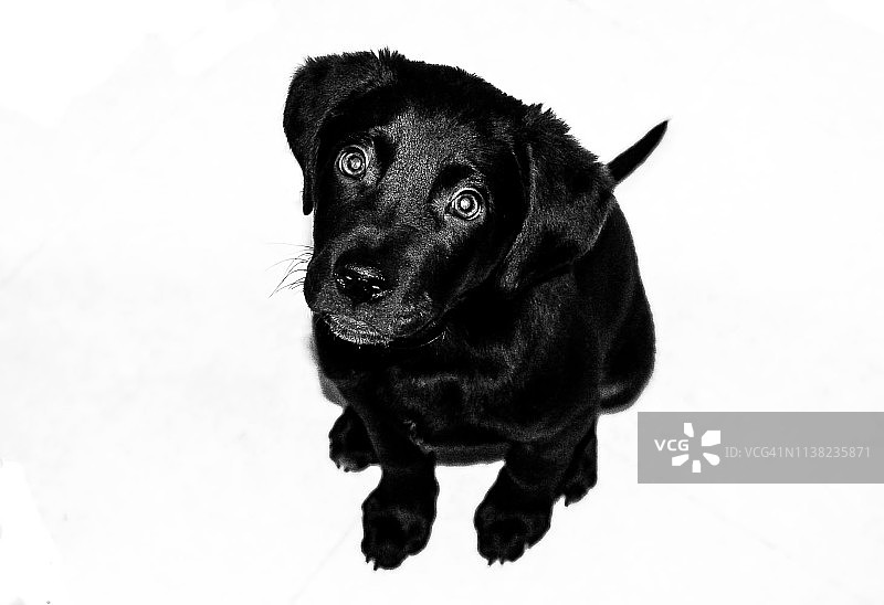 拉布拉多幼犬图片素材