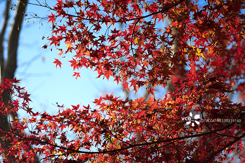 奈良公园秋季红枫叶蓝天美景图片素材