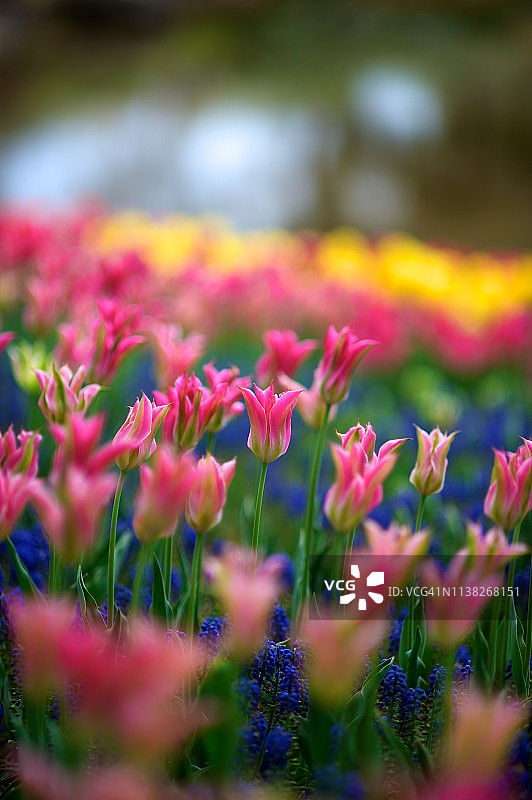 郁金香图片素材