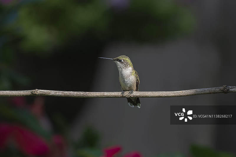 在聚光灯下图片素材