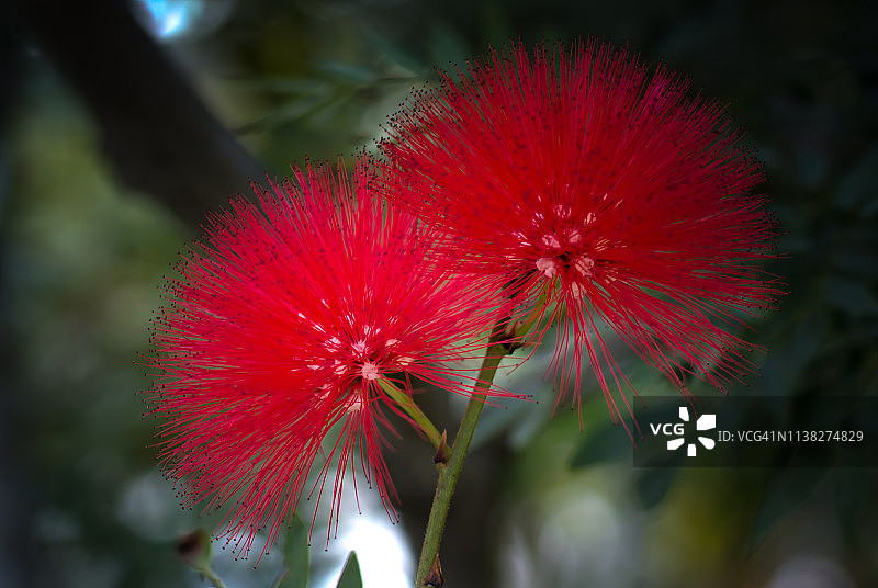 红绒球花图片素材