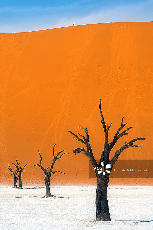 纳米布-诺克卢夫国家公园死亡谷的树木与彩色背景图片素材