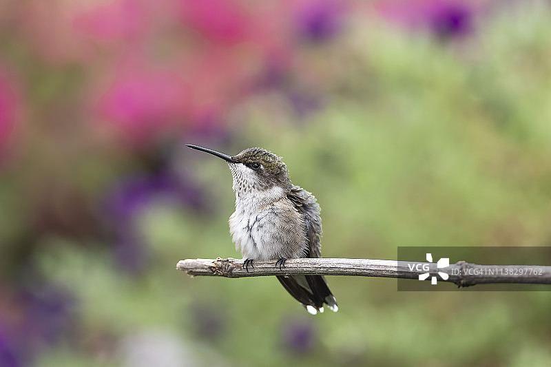 蓬松的感觉图片素材