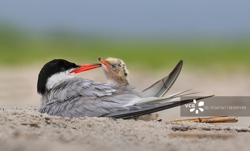 普通燕鸥亲鸟和新生雏鸟图片素材