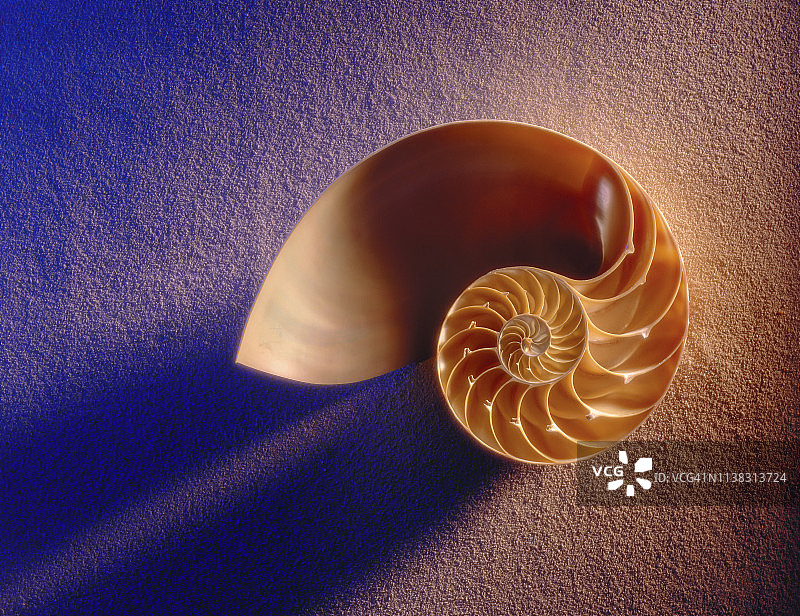 沙滩背景上的鹦鹉螺图片素材