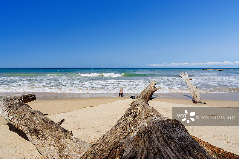 晴天，海平面和蓝天下枯树干图片素材
