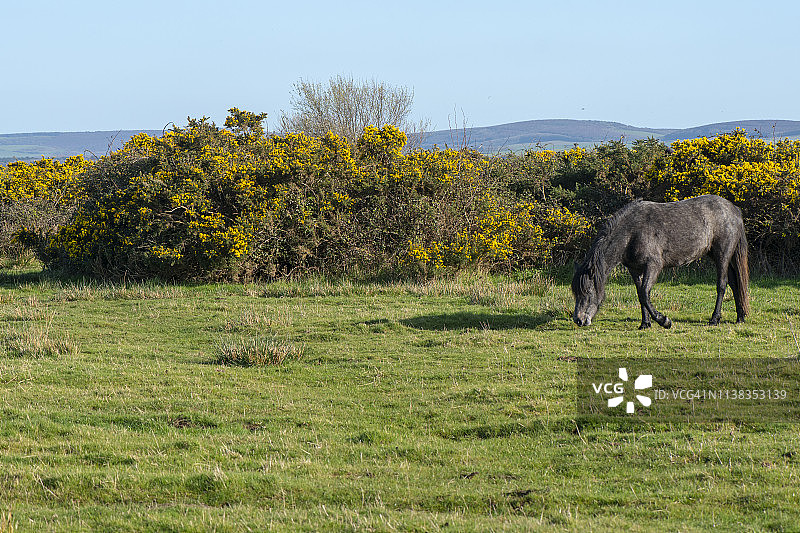 新森林小马在沿海沼泽和泻湖吃草图片素材