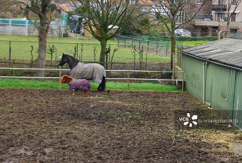 迷你和超大马图片素材