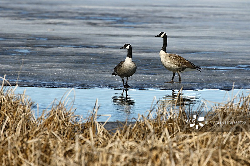 加拿大鹅（Branta canadensis）在巢穴附近图片素材