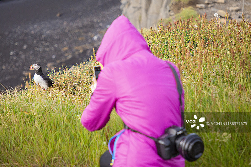 在冰岛维克拍摄野生海鹦的游客图片素材