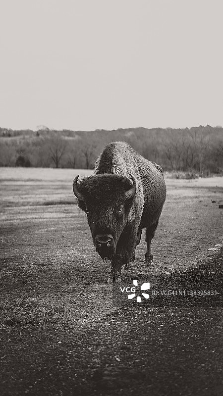 牧场上的水牛图片素材