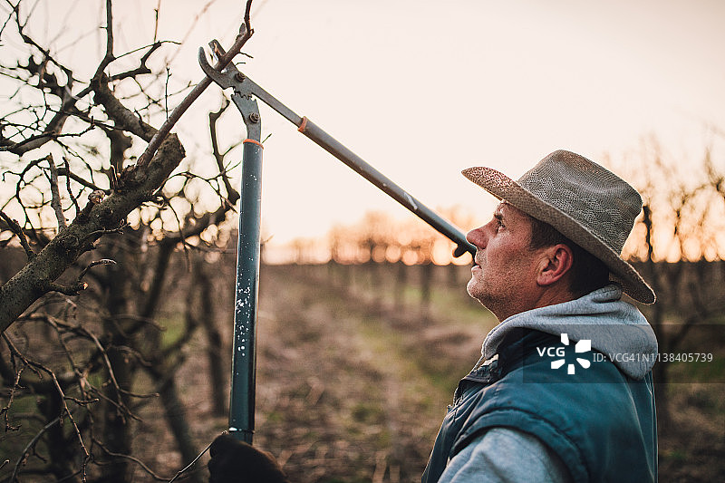 年长的农民在果园里修剪树木图片素材