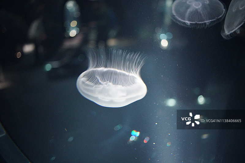 海洋生物图片素材