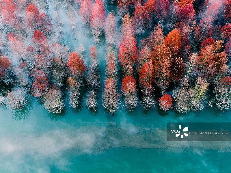 上海秋叶鸟瞰图片素材