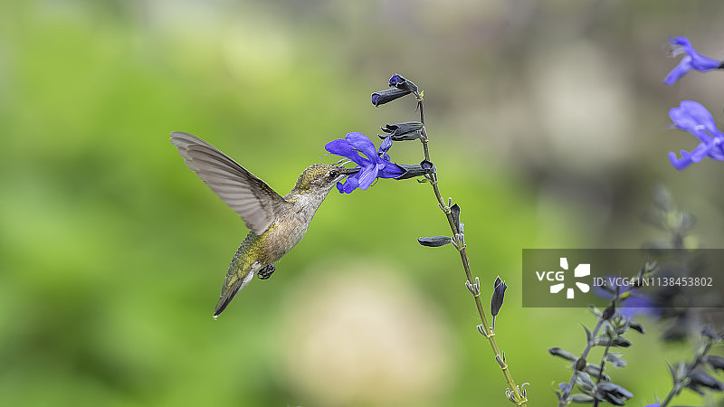花药接触花冠图片素材