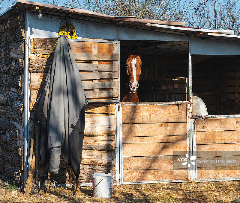 阳光明媚的春日早晨，棕色马从马厩里向外看图片素材