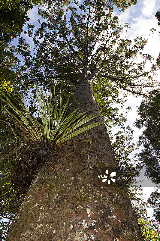 endemic 贝壳杉树图片素材