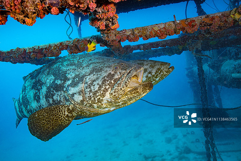 一条巨石斑鱼以水族礁为栖息地图片素材