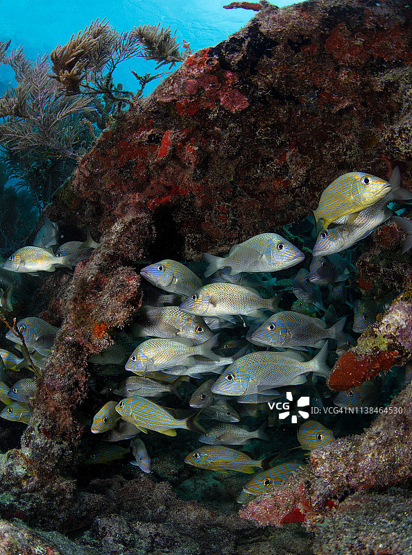鱼群在沉船中寻找庇护图片素材
