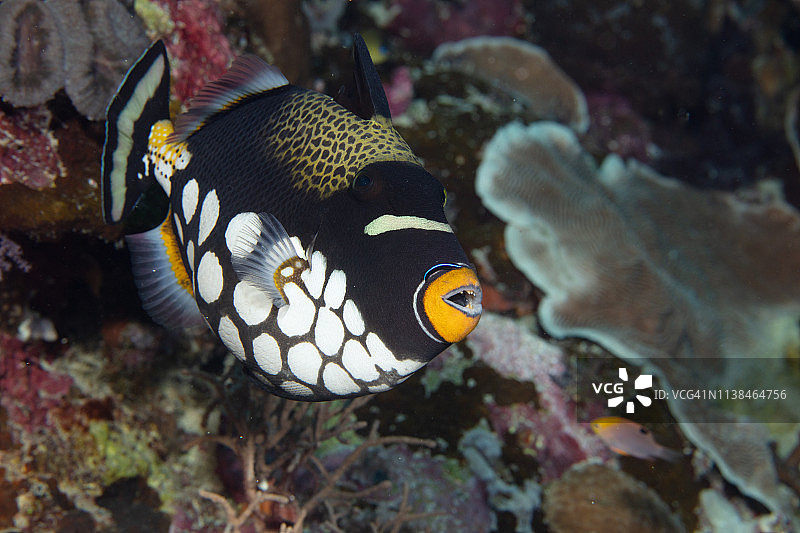 容易辨认的小丑炮弹鱼图片素材