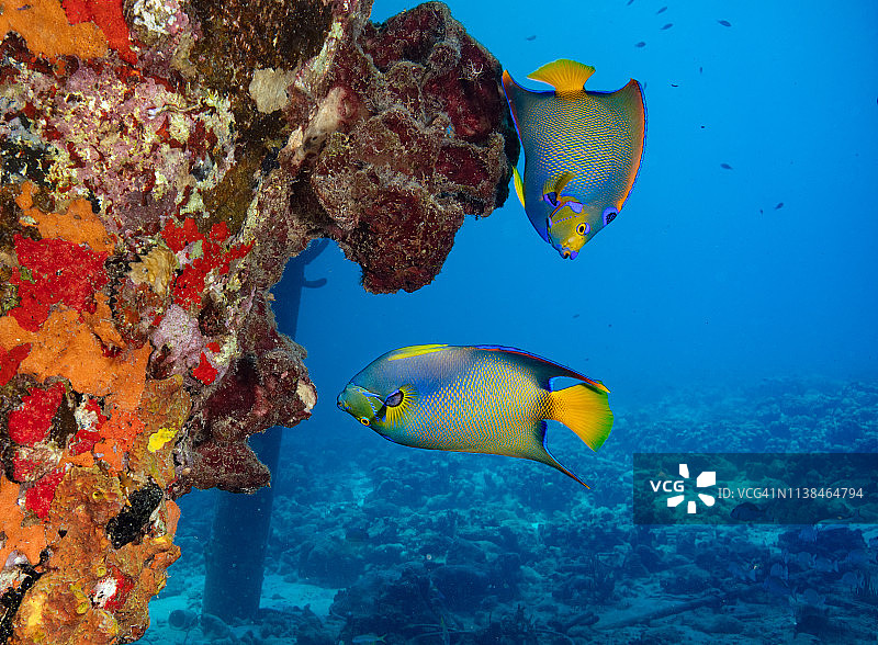 博内尔盐码头上以海绵为食的神仙鱼图片素材