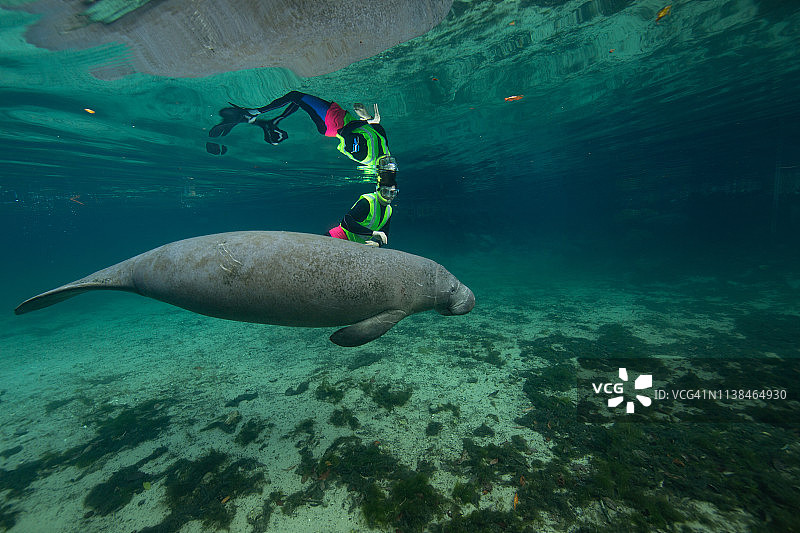 佛罗里达州水晶河的海牛图片素材