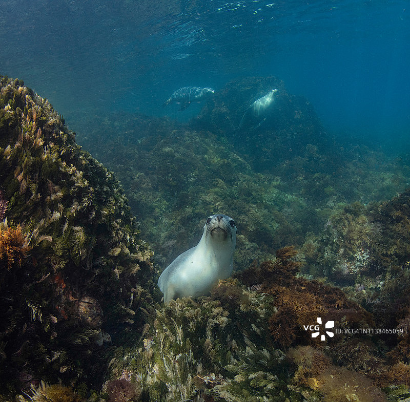澳洲海狮对着镜头摆姿势图片素材