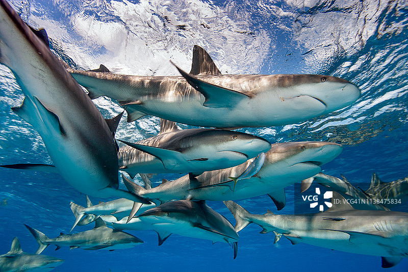 巴哈马新普罗维登斯岛水域中的鲨鱼图片素材