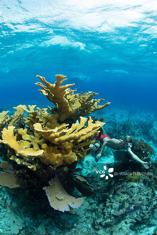 浮潜者和鹿角珊瑚图片素材