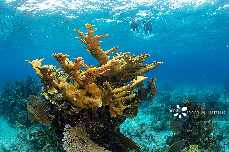 浮潜者和鹿角珊瑚图片素材