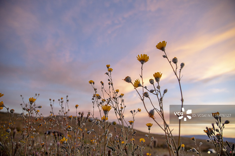 加州超级花海中的野花图片素材