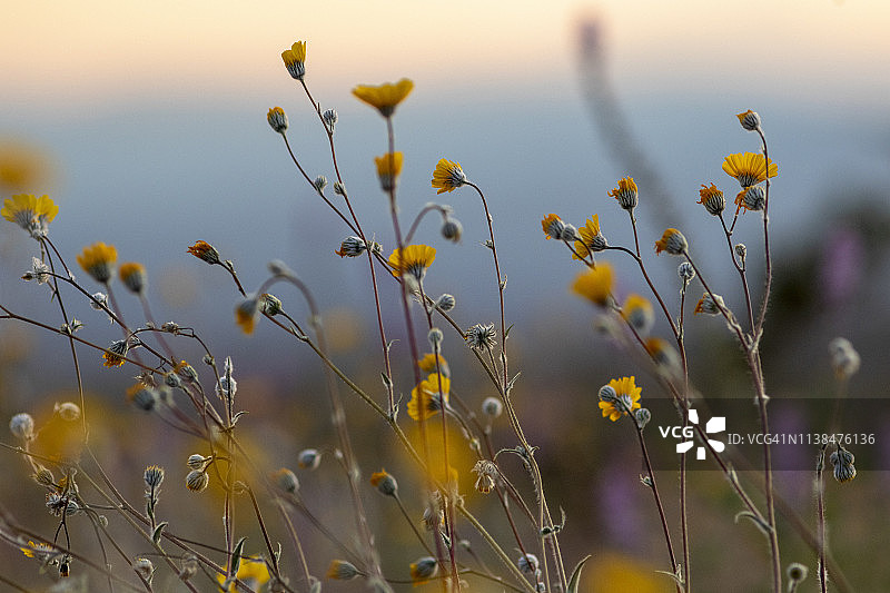 加州超级花海中的野花图片素材
