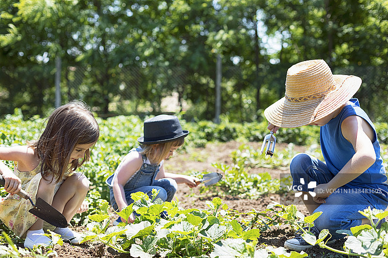 在蔬菜有机花园里的孩子们图片素材