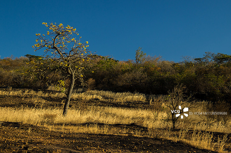 塞拉多图片素材