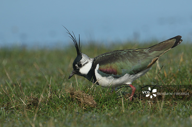 在草地水边觅食的凤头麦鸡图片素材