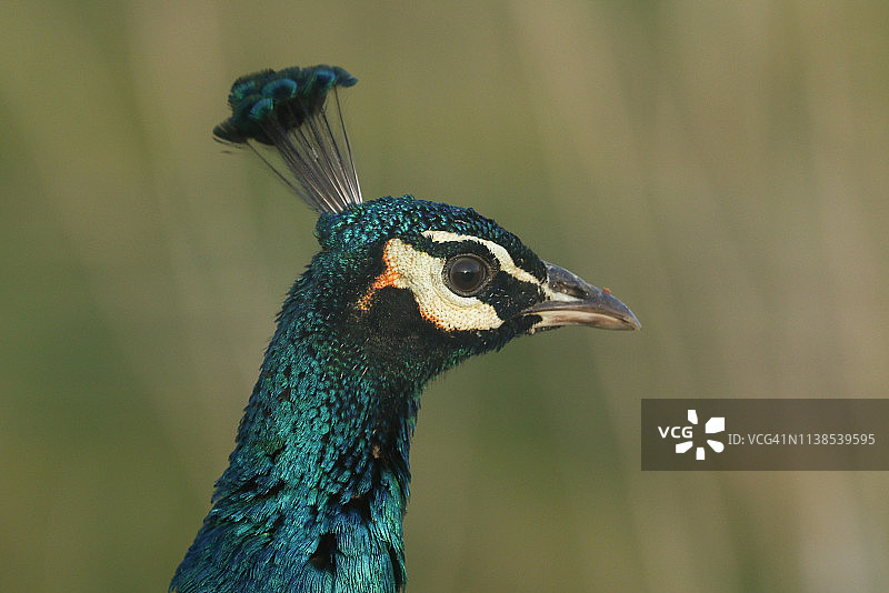 美丽的雄性孔雀头部特写图片素材