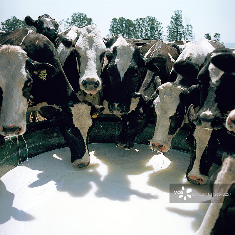 弗里斯兰牛饮用乳清图片素材