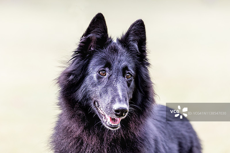 比利时牧羊犬肖像图片素材