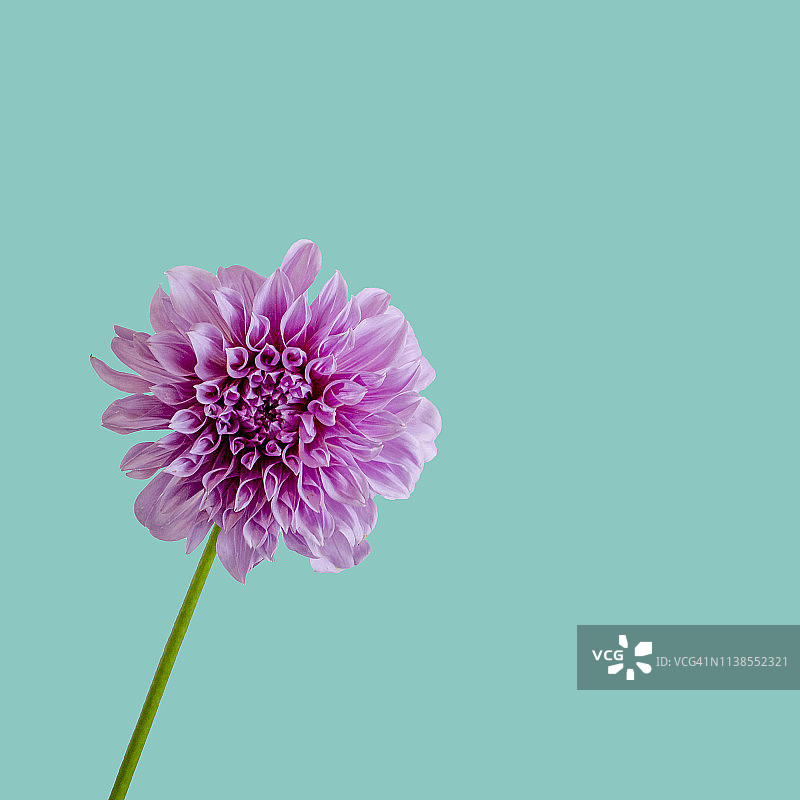 在充满活力的蒂芙尼蓝色背景下，一朵带有茎的粉紫色大丽花图片素材