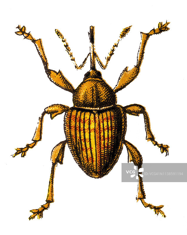 中等大小的欧洲榛实象鼻虫图片素材