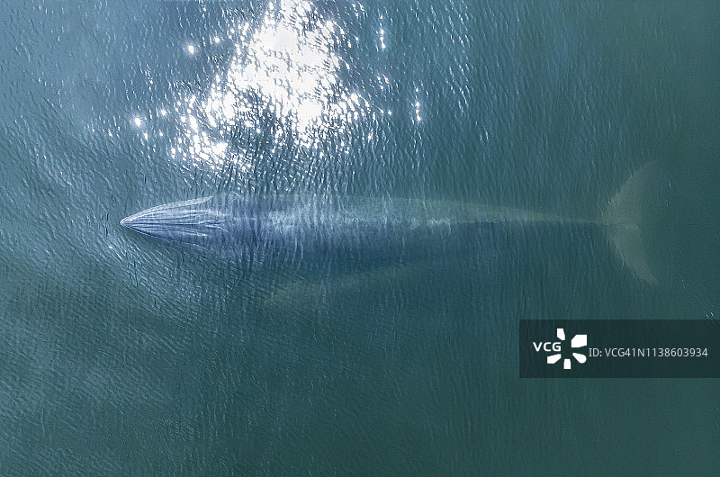 泰国布拉达鲸母子嬉戏图片素材