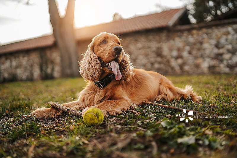 公园里的可卡犬图片素材
