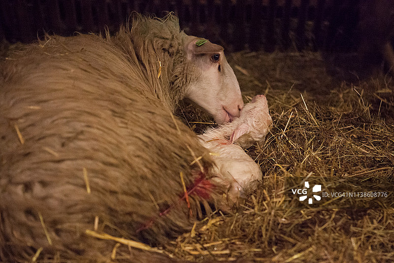 羊舔舐新生小羊羔图片素材