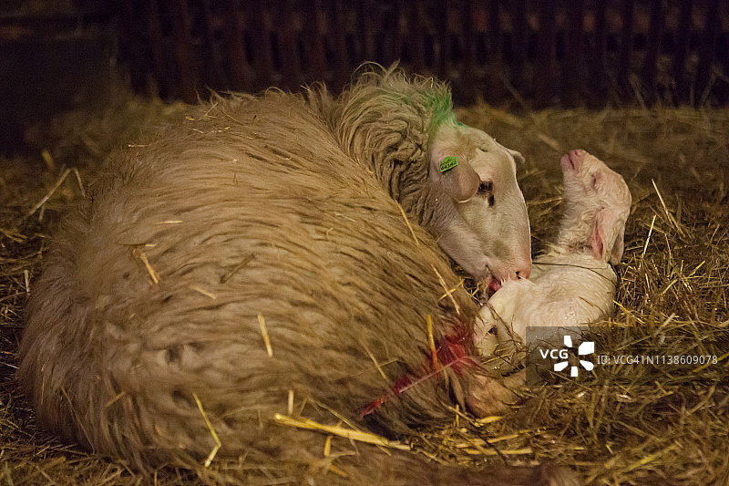 羊舔舐新生小羊羔图片素材