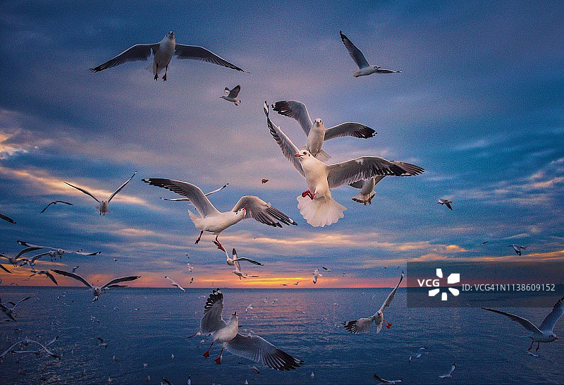 泰国日落时分海鸥天空抢食面包片美景图片素材