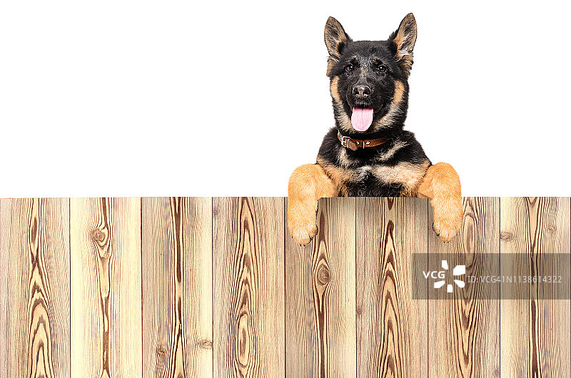 德国牧羊犬幼犬从栅栏后面偷看的肖像图片素材