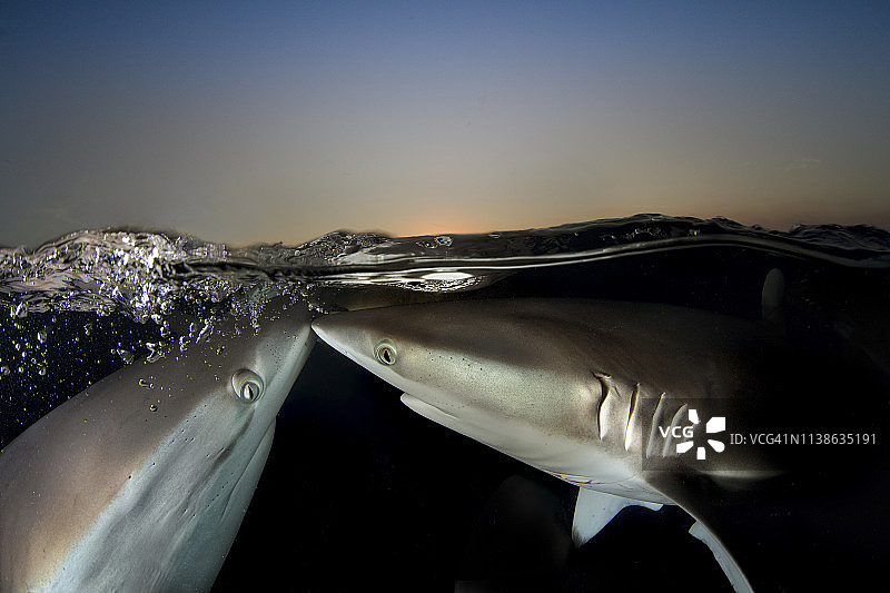 黄昏时分水面下的鲨鱼图片素材
