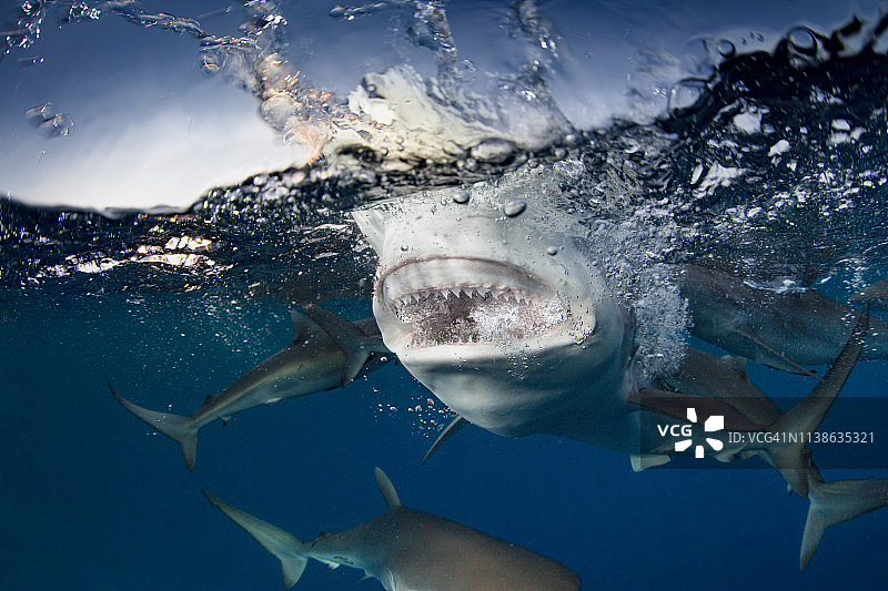 礁鲨的咬合力特写图片素材