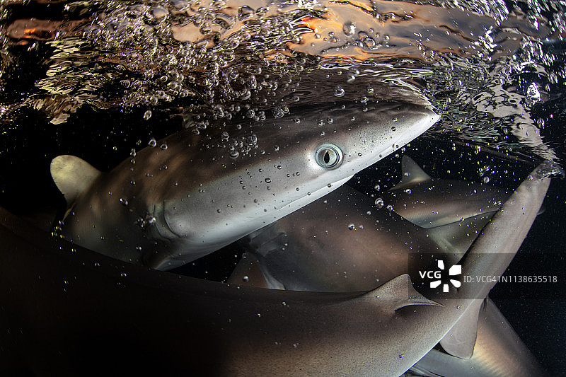 黄昏时分水面下的鲨鱼图片素材